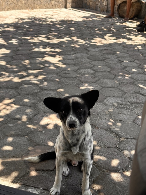 photo santo antao chien