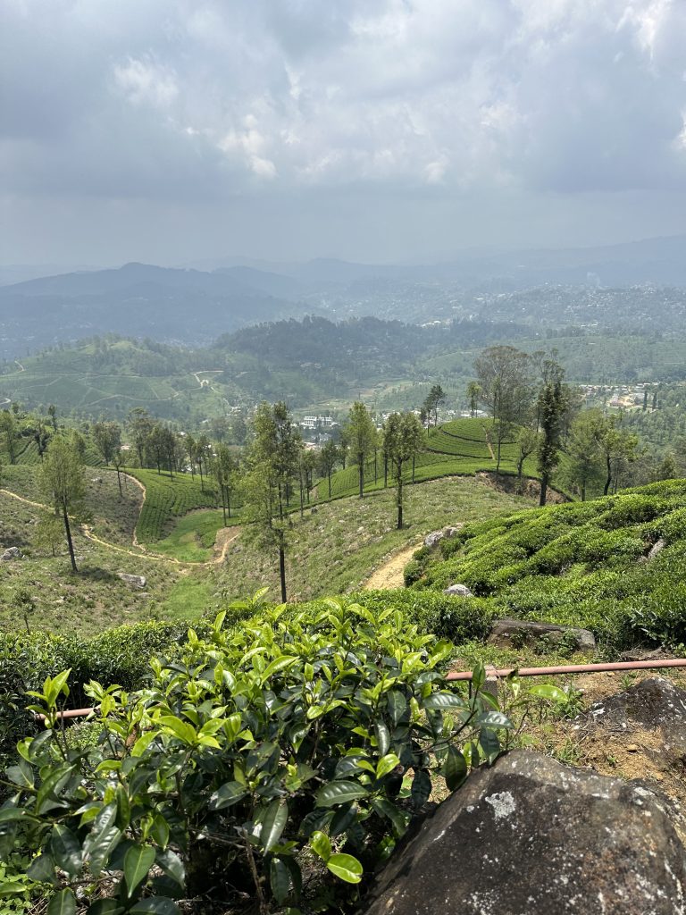 photo sri lanka verdure